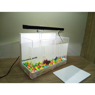 aquarium mini akrilik, aquarium sekat, aquarium cupang