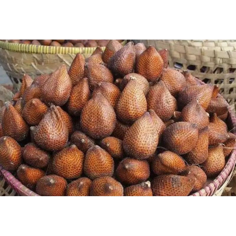 

BUAH SALAK SEGAR