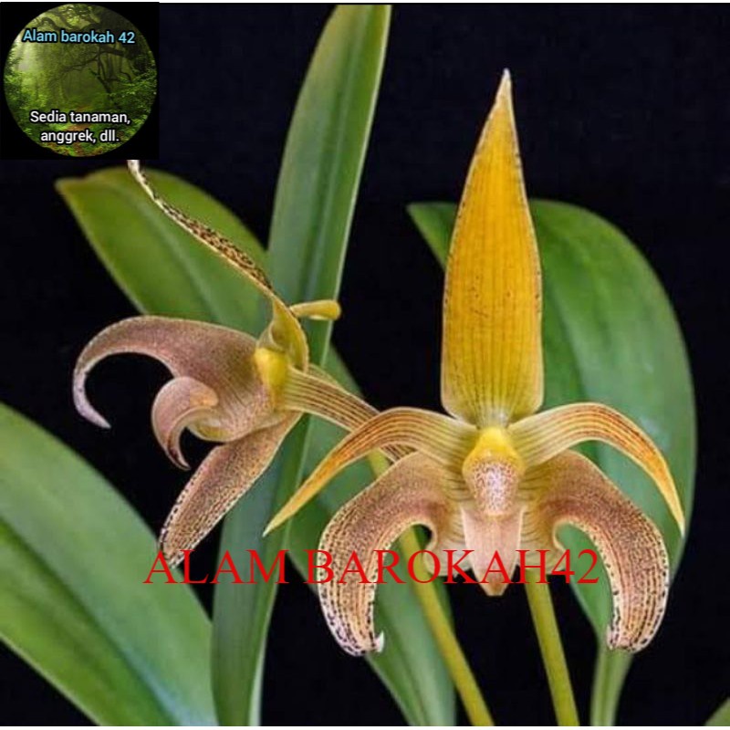 anggrek bulbophyllum lobii dewasa