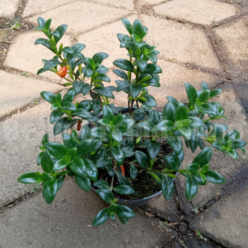 Bibit Tanaman Gantung Lipstik Orange  (Lipstik Plant)