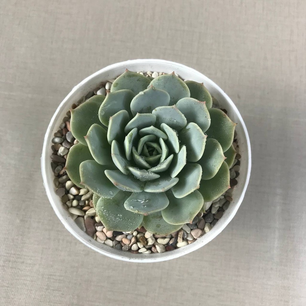 Tanaman Hias Hidup Echeveria Lola (full pot 10 cm) (Free pot Tawon + Batu Warna+ Tatakan pot)