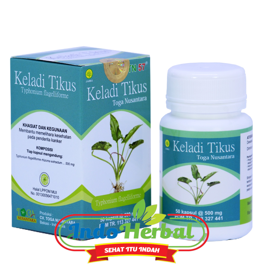 Herbal Keladi Tikus Toga Nusantara Obat Kanker