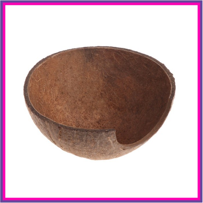 Tempurung Kelapa untuk Tempat Tinggal Habitat Alami Reptil LabaLaba