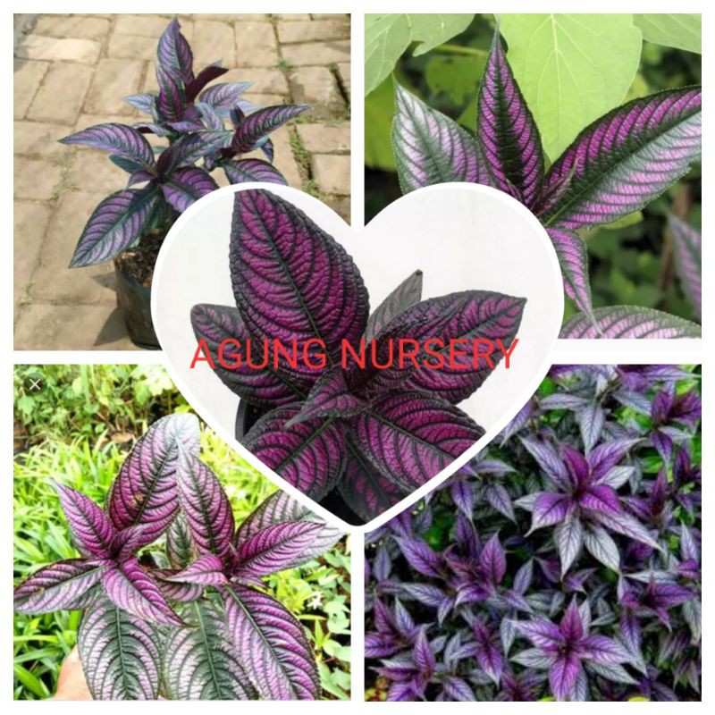 tanaman hias keji beling ungu/tanaman herbal pecah beling ungu