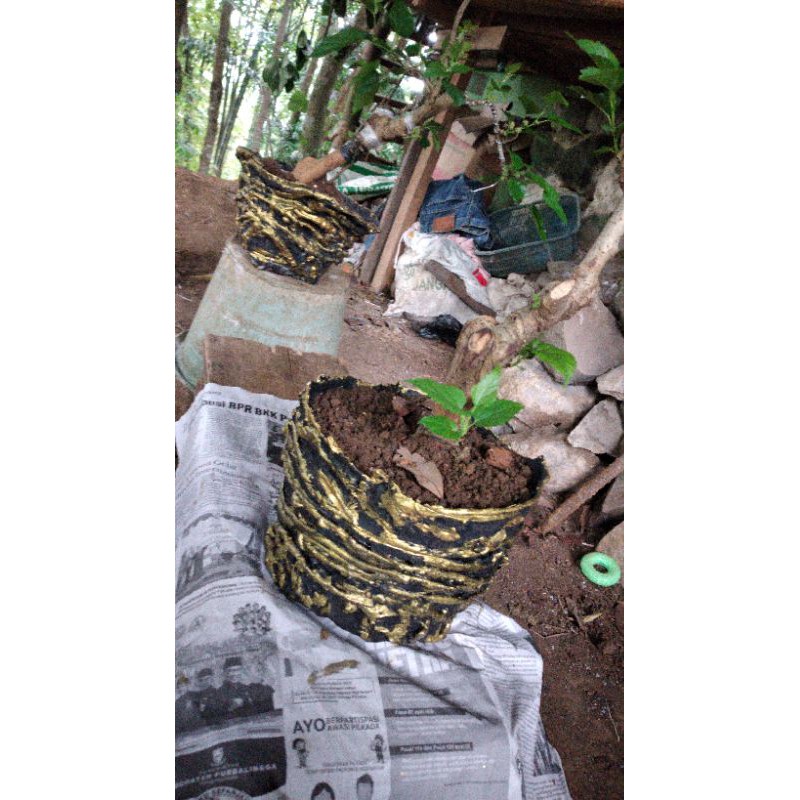 bibit buah murbei sudah berbuah pohon pendek