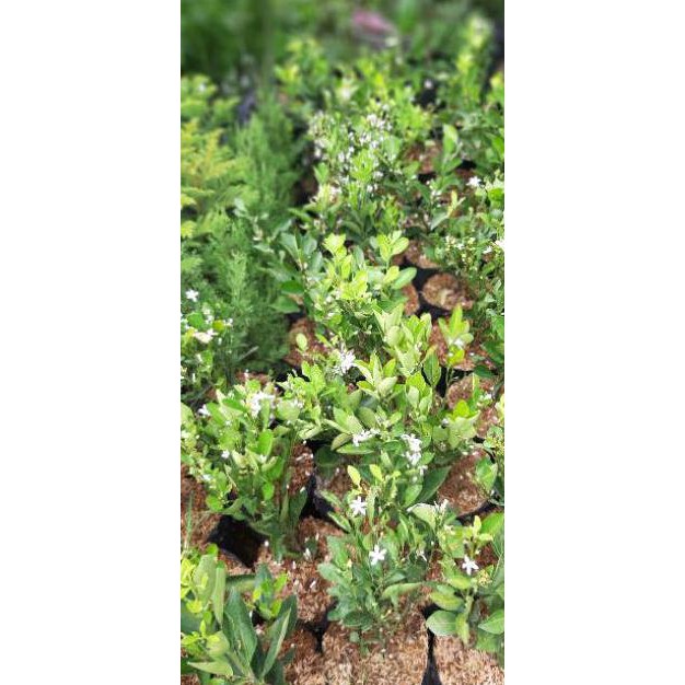 BIBIT JERUK SANTANG MADU SUPER