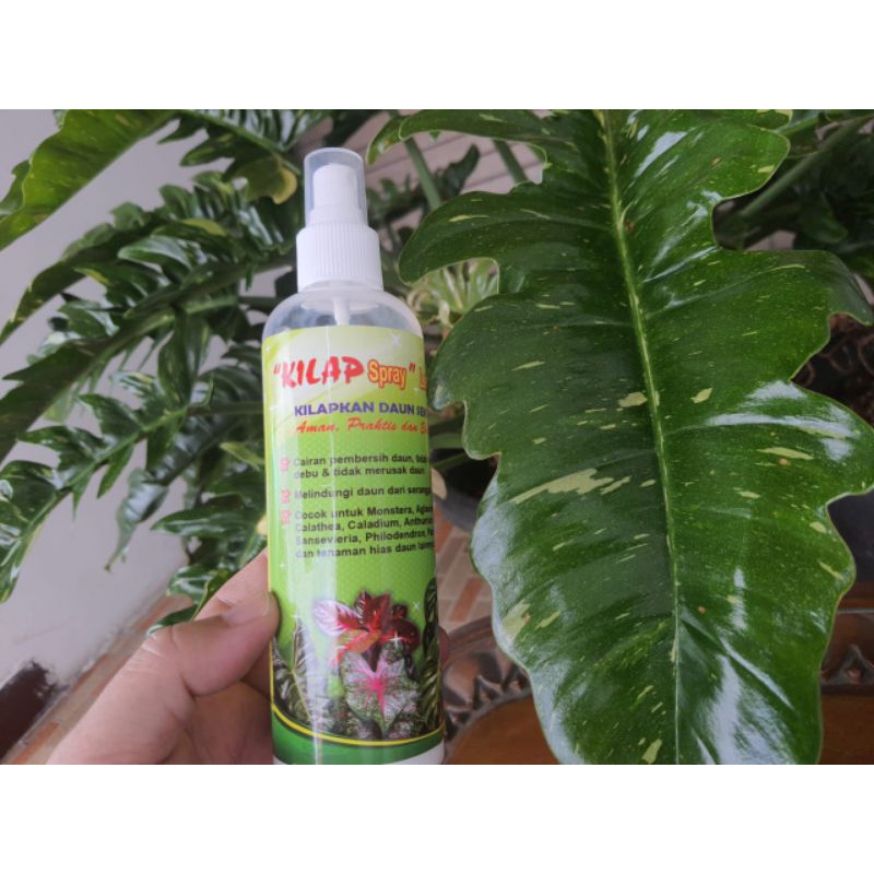 Kilap Daun Spray 250ml Kilap Seketika