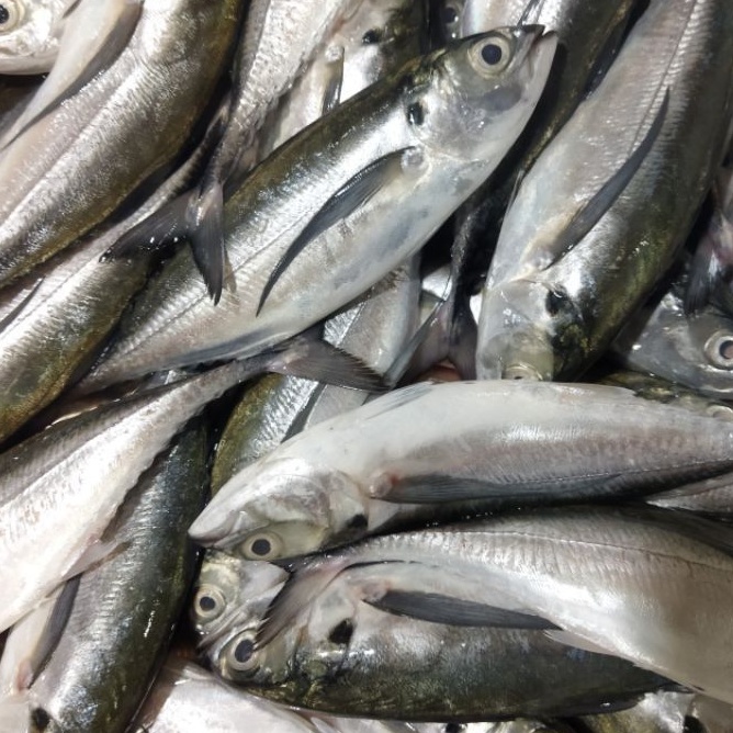 

Ikan Tengkek 1 kg frozen