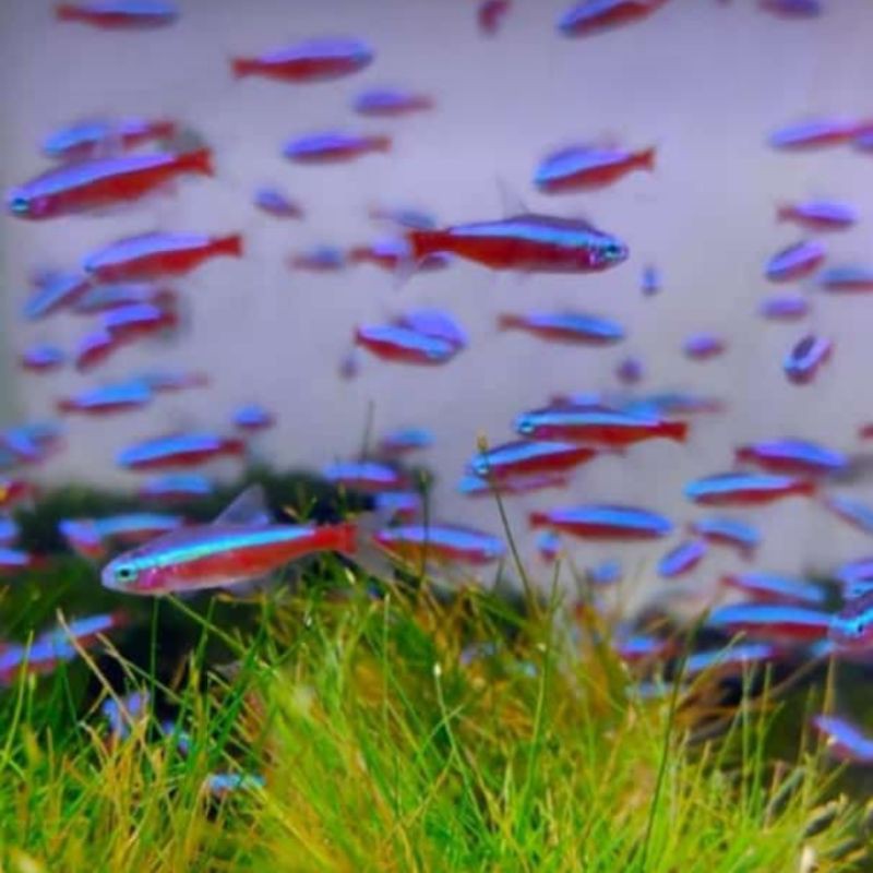 paket ikan hias neon tetra aquascape air tawar isi 10 ekor