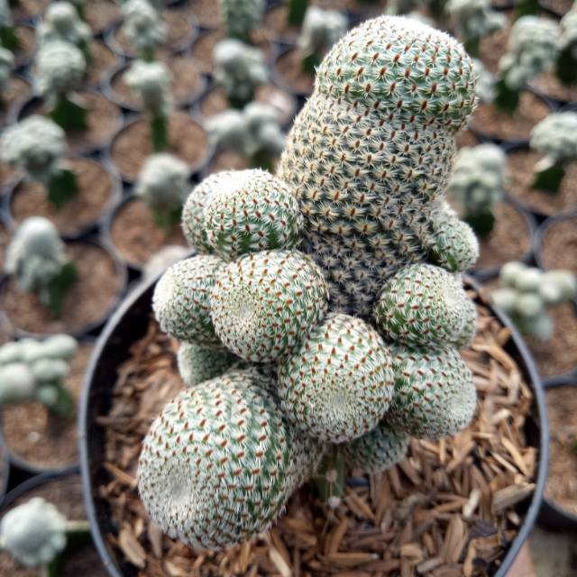 Rebutia cactus grafting