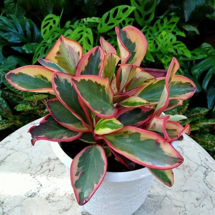 tanaman hias peperomia daun merah - peperomia merah