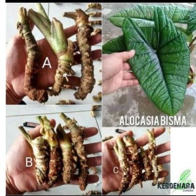 alocasia bisma /bonggol bisma
