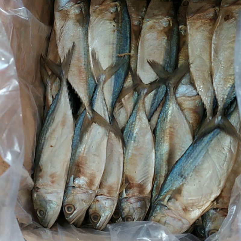 

ikan peda merah super