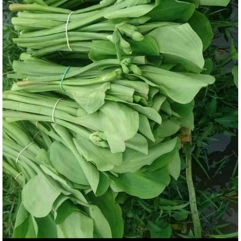 

sayur genjer segar perikatt