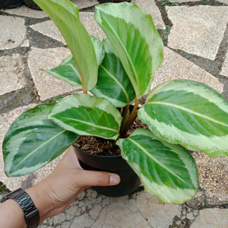 Paketan Calathea ( Crimson rimbun, Gecko, Orbi)