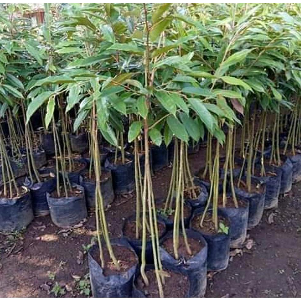 $_$ Bibit Durian Bawor Kaki 3 Super #_*