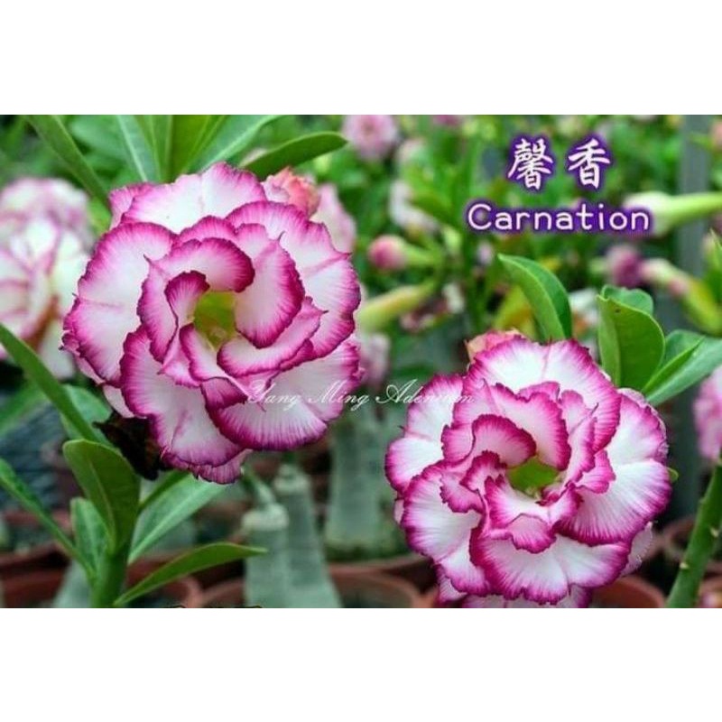 ADENIUM GRAFTING BUNGA TUMPUK / KAMBOJA JEPANG