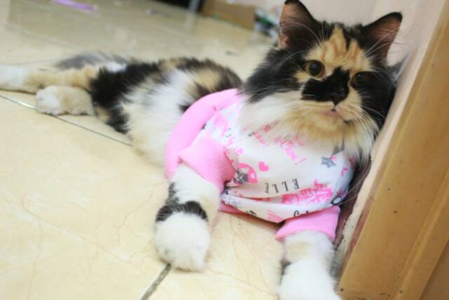 Kaos jumper motif kucing pink lucu banget untuk kucing dan anjing / baju kucing murah size S M L XL