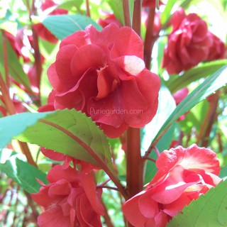 Bunga Pacar Air Tanaman Pacar Air Impatiens Balsamina Minimal Order 4pohon Shopee Indonesia