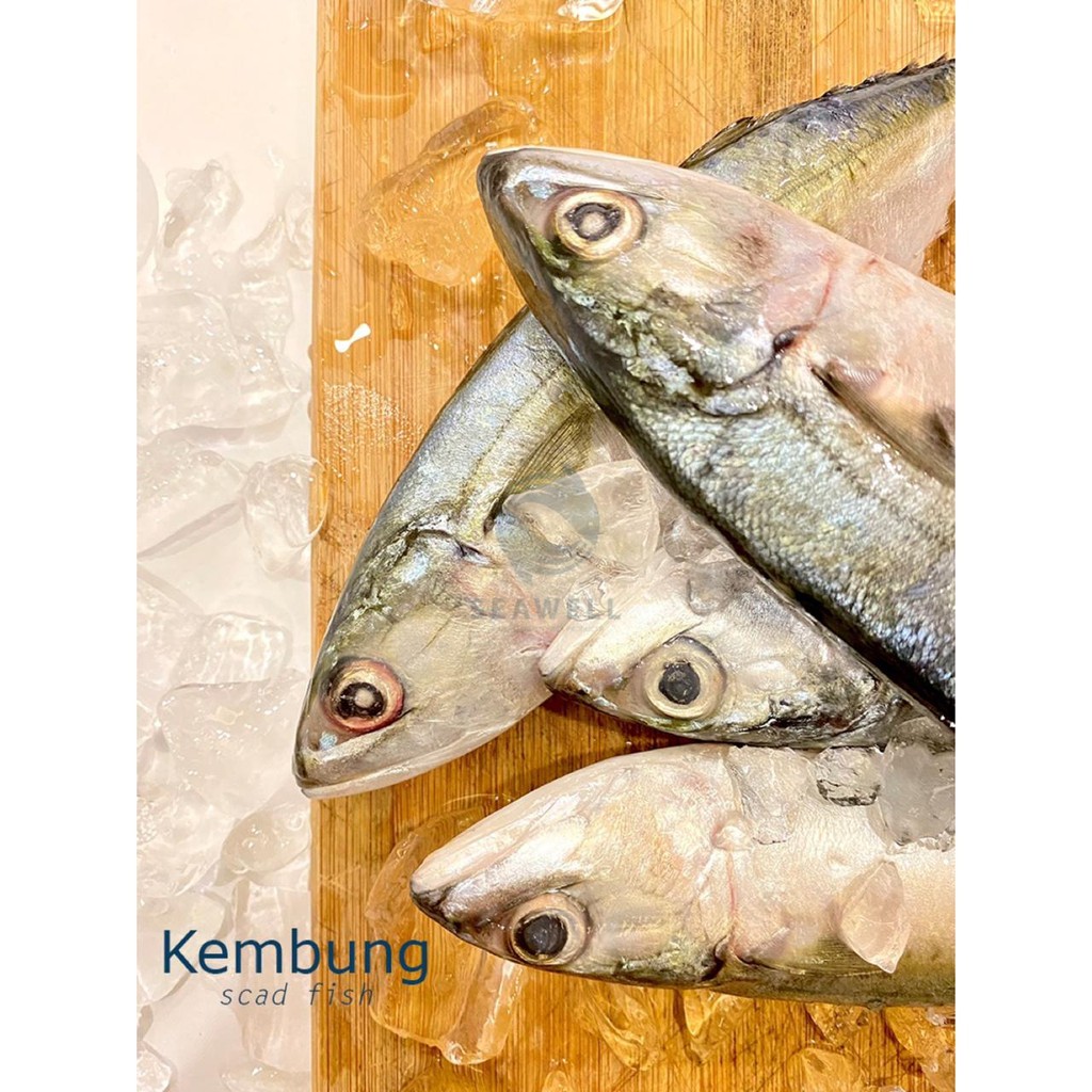 

SEAWELL Frozen Seafood Ikan Kembung Frozen/Beku