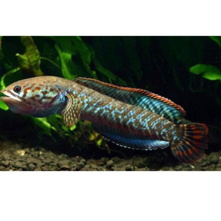 Barang Pilihan.. Channa Bleheri 12cm channa bleheri rainbow snakehead Termurah