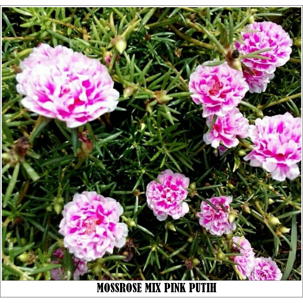 Stek Bunga  Krokot  Mossrose Portulaca Pink Putih 