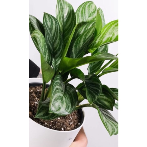 Tanaman Hias pohon Belaceng sri rejeki/pohon sri rejeki