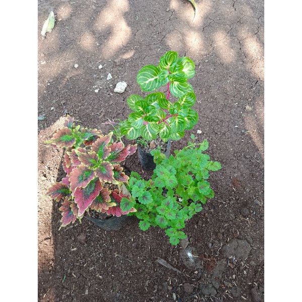 tanaman hias miana/paket 3 jenis miana