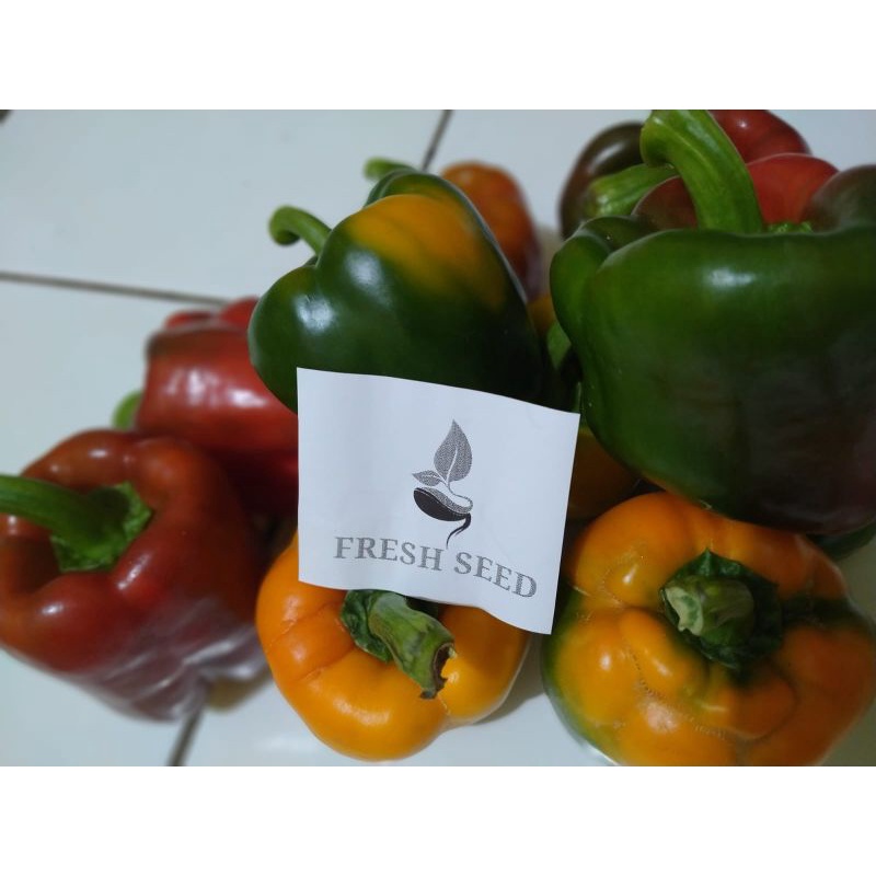 

paprika segar fresh di petik datii kebun sendiri