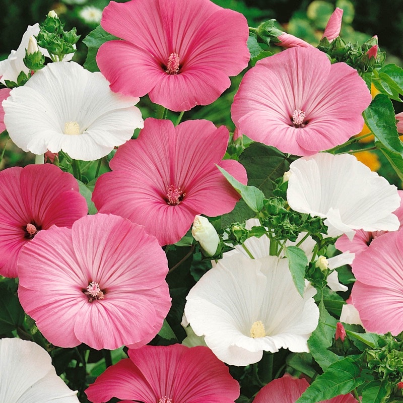 Benih Bibit Biji - Bunga Lavatera Parade Mixed Flower Seeds - IMPORT