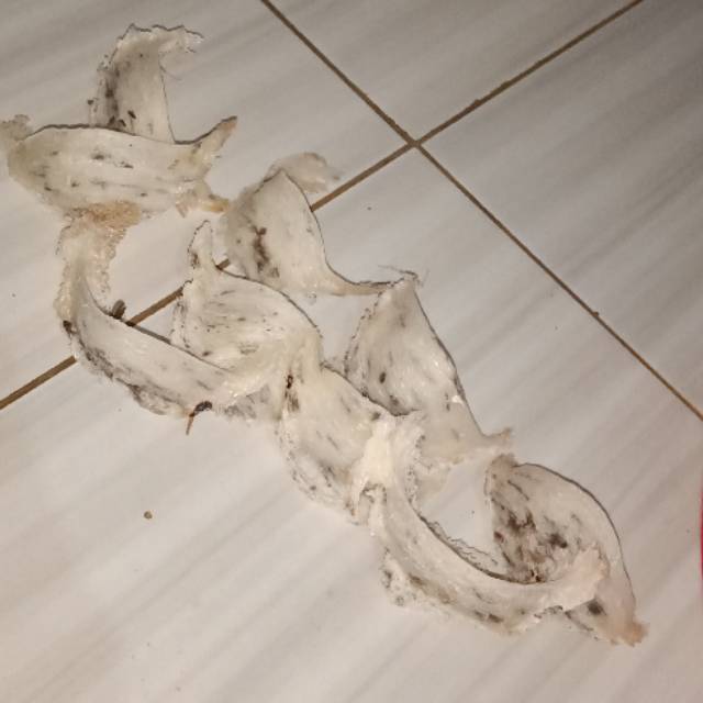 

Sarang Walet Murni ( Kalimantan Barat) / 100 g
