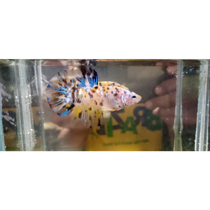 male Giant Betta yellow multy bo.5,7 usia 4bulan