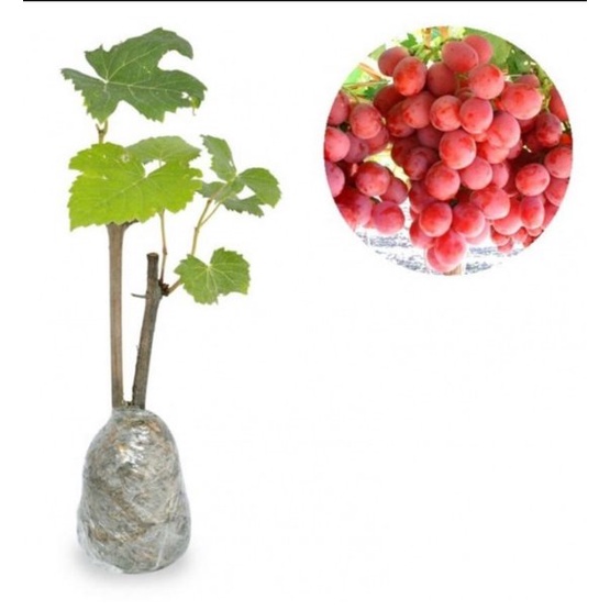 TERMURAH Bibit Tanaman Buah Anggur Merah Red Prince VIRRALL