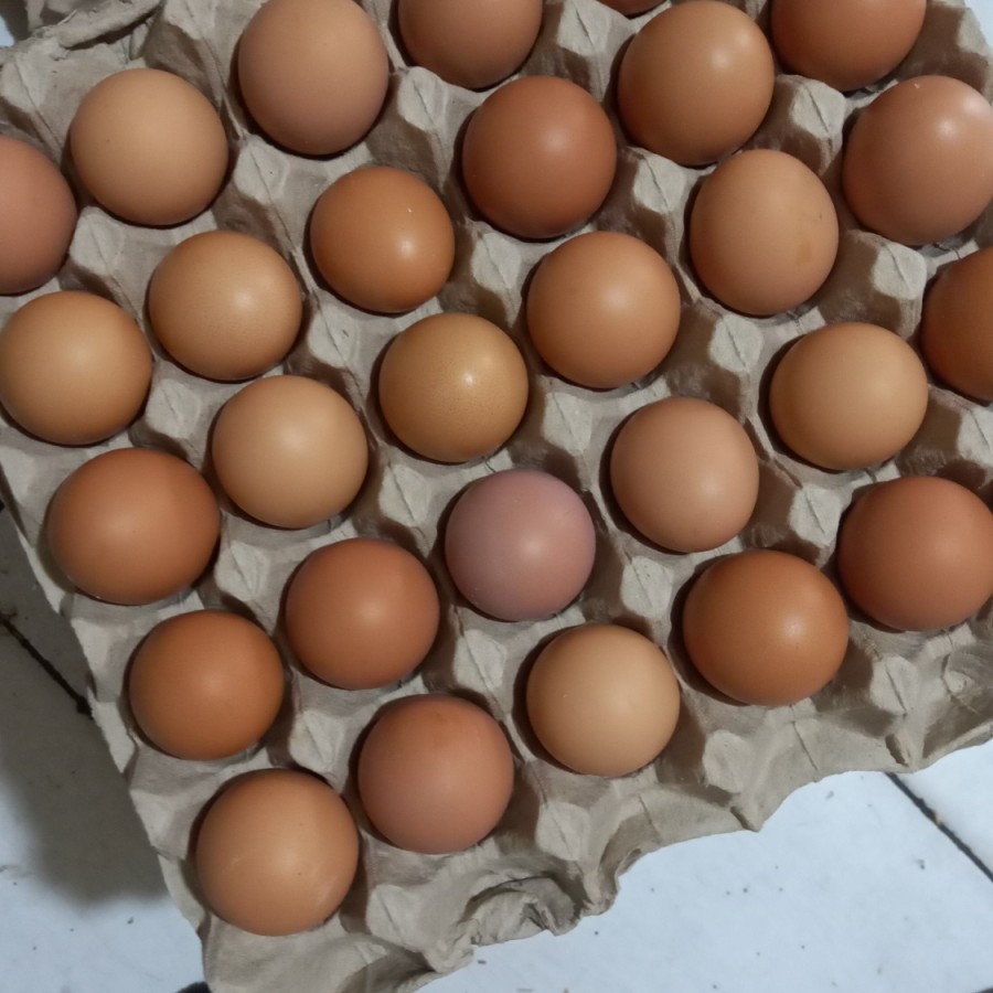 

RB Telur Ayam Negri Fresh Per Kg Kualitas Baik