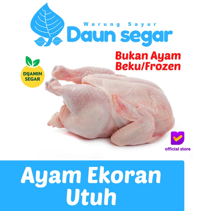 

Ayam Ekoran Langsung dari pemotongan bukan Frozen ( beku )