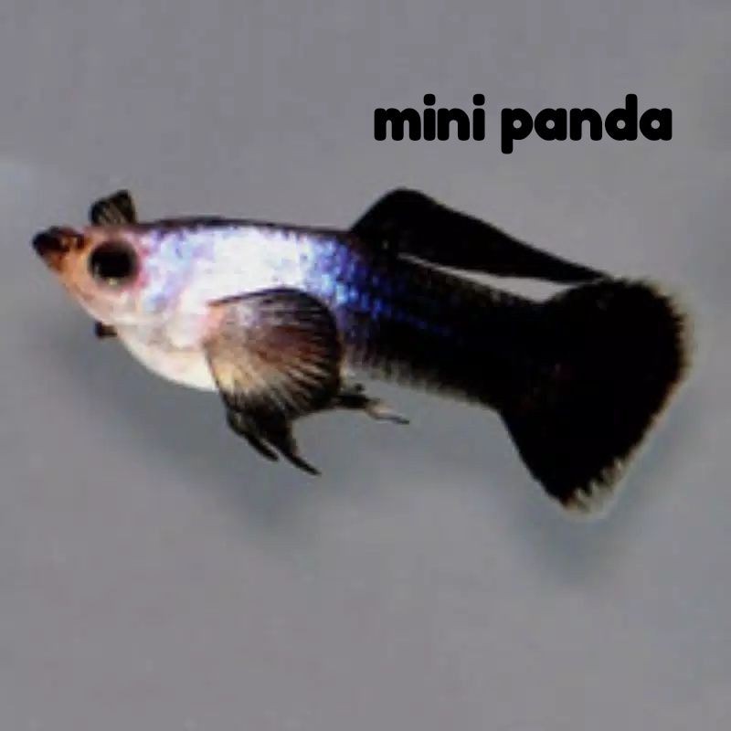 ikan Guppy mini panda