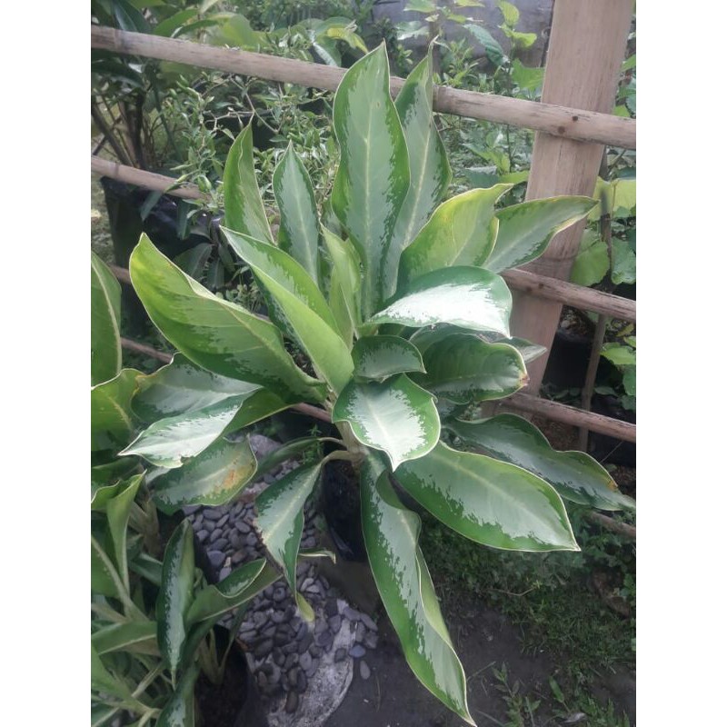 AGLONEMA SRI REJEKI BLANCENG SUSU SILVER
