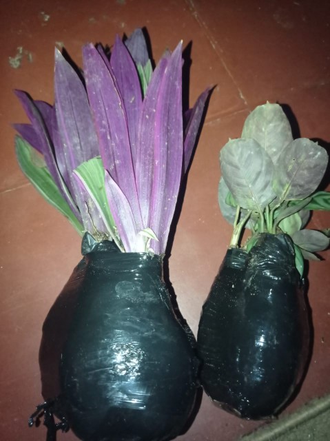 Tanaman Hias Adam Hawa Atau Rhoeo