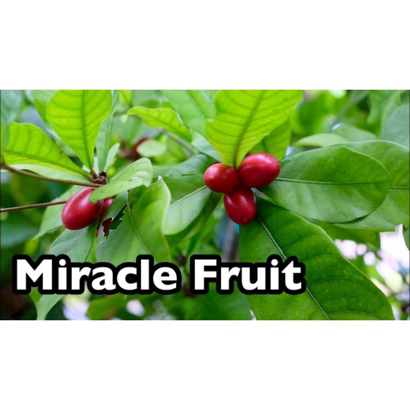 BIBIT MIRACLE FRUIT