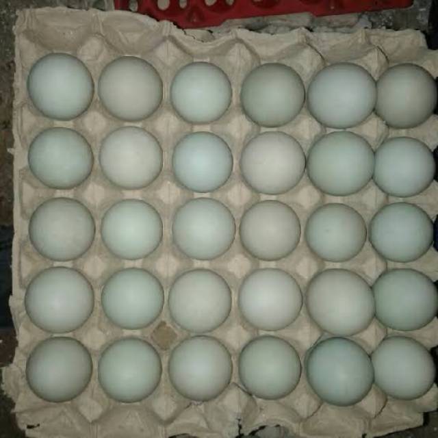 

Telur bebek