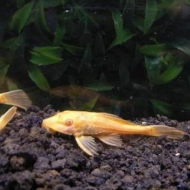 IKAN SAPU SAPU ALBINO