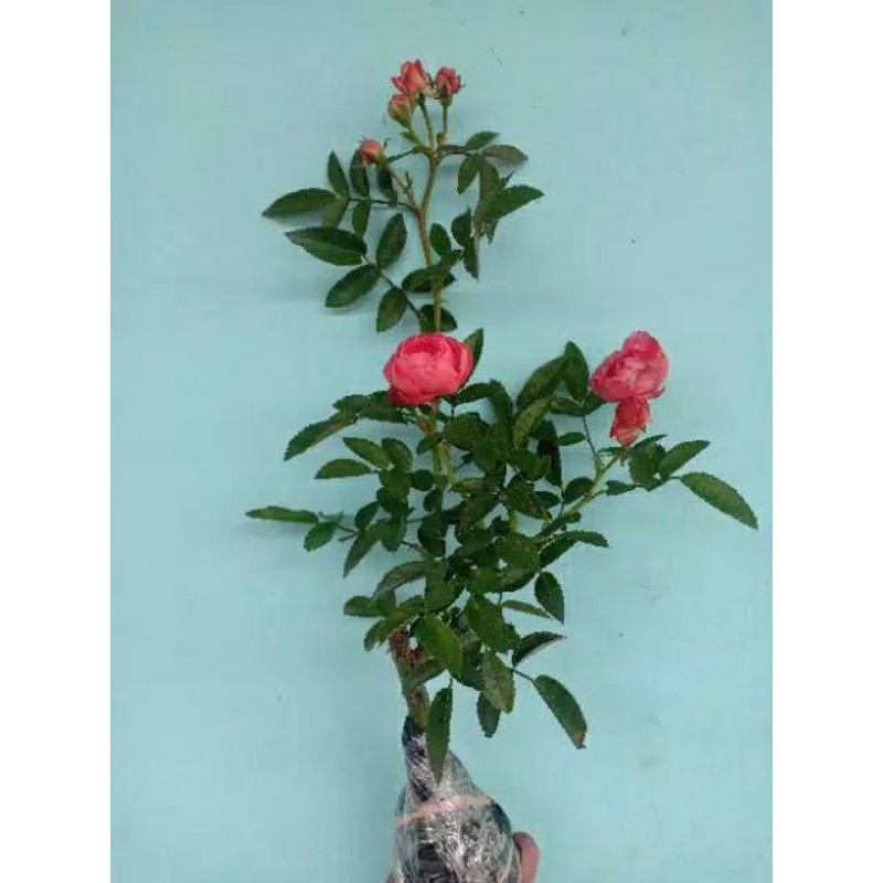 Paket 4 mawar rambat 4 warna