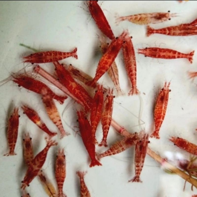 udang hias red cherry indukan