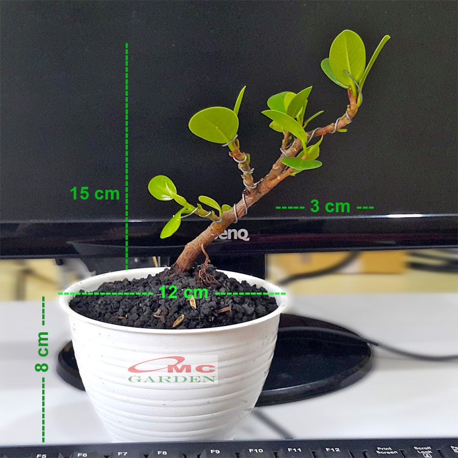 Tanaman Hias Pohon Bonsai Mame Beringin Korea Mini Dolar B-BK-016