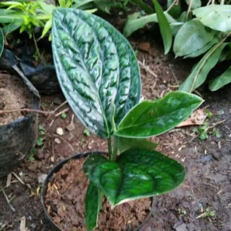 tanaman hias sirih badak-philodendron sirih badak-sirih badak-philo sirih badak bibit pohon sribadak