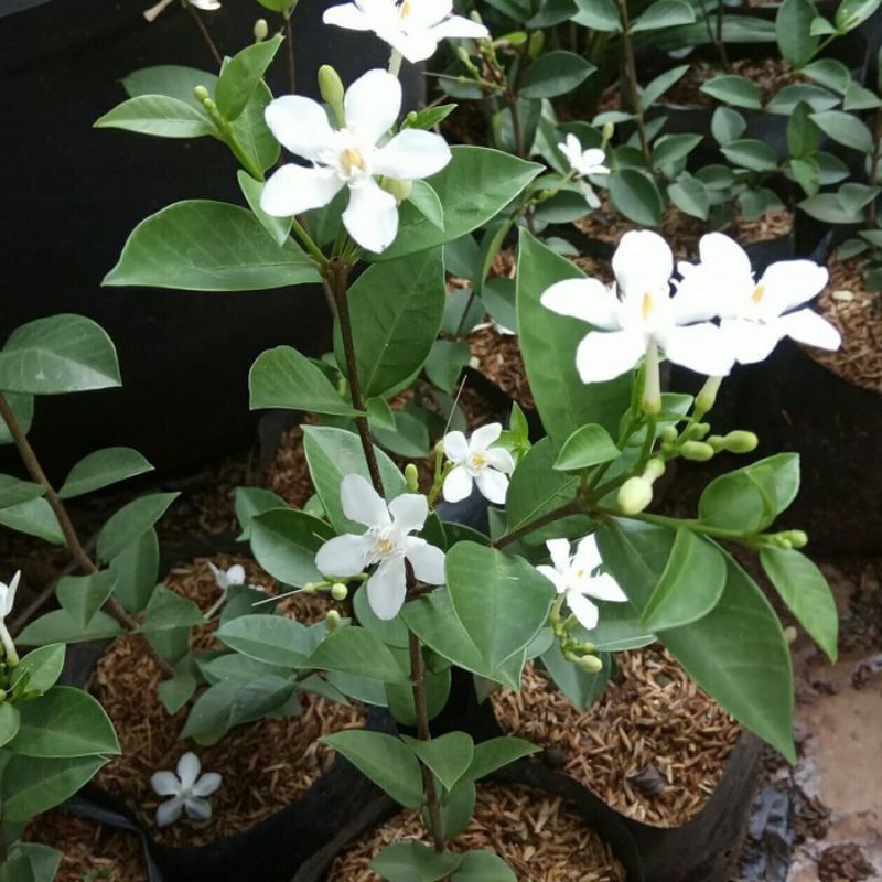 Tanaman Hias Melati Jasmine Bunga Putih / Tanaman Hias Hidup Melati Jasmine Bunga Putih / Pohon Melati Jasmine wangi