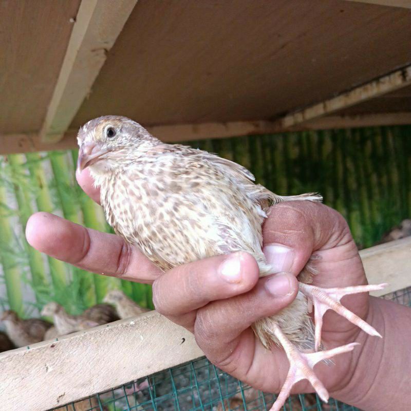 burung puyuh jantan dan betina