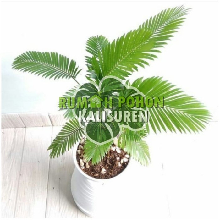 TANAMAN HIAS PALEM PARIS MINI