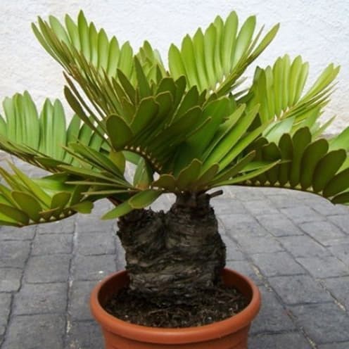 tanaman hias zamia furfuracea