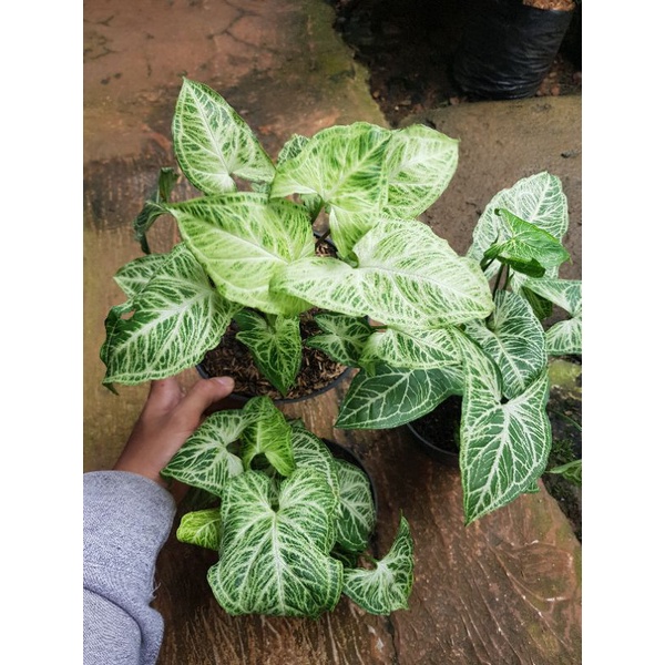 Syngonium Batik Original Rimbun